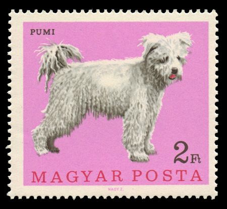 Pumi (Canis lupus familiaris)