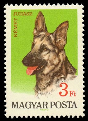 German Shepherd (Canis lupus familiaris)