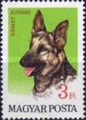German Shepherd (Canis lupus familiaris)