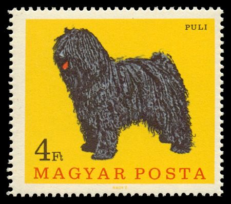 Puli (Canis lupus familiaris)