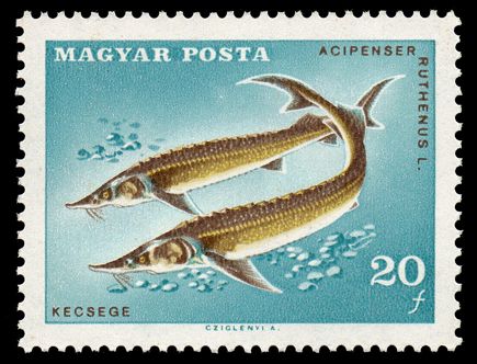 Sterlet (Acipenser ruthenus)