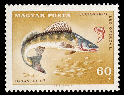 Pike Perch (Lucioperca lucioperca)