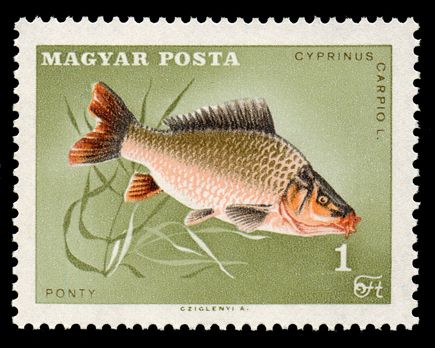 Common Carp (Cyprinus caprio)