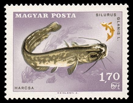 European Catfish (Silurus glanis)