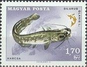 European Catfish (Silurus glanis)