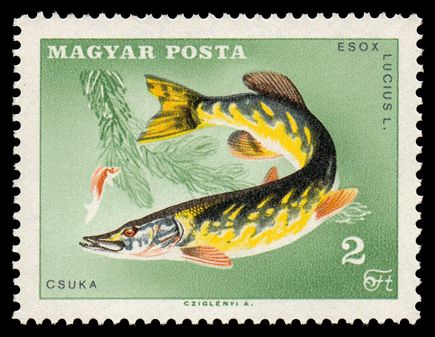 Northern Pike (Esox lucius)