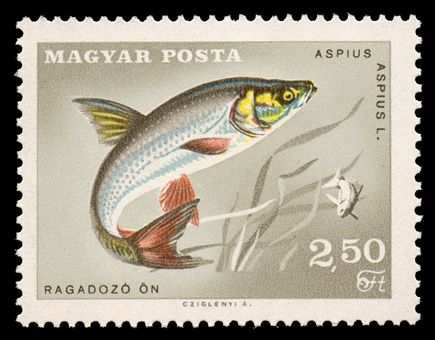 Rapfin (Aspius aspius)