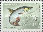Rapfin (Aspius aspius)