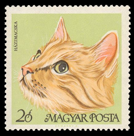 European Shorthair (Felis silvestris catus)