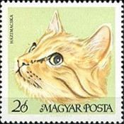 European Shorthair (Felis silvestris catus)