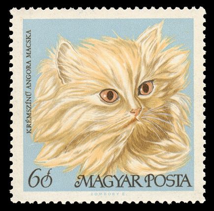 Cream Persian (Felis silvestris catus)