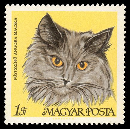 Smoky Persian (Felis silvestris catus)