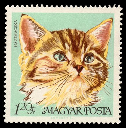 Domestic Cat (Felis silvestris catus)