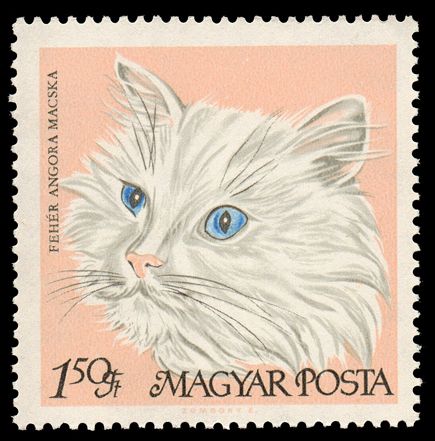 White Persian (Felis silvestris catus)