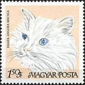White Persian (Felis silvestris catus)