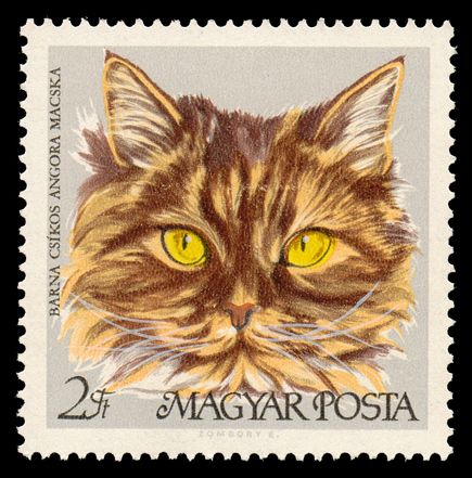 Brown-Striped Persian (Felis silvestris catus)