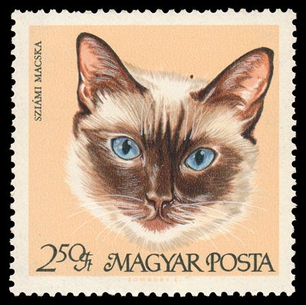 Siamese Cat (Felis silvestris catus)