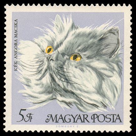 Persian Blue (Felis silvestris catus)