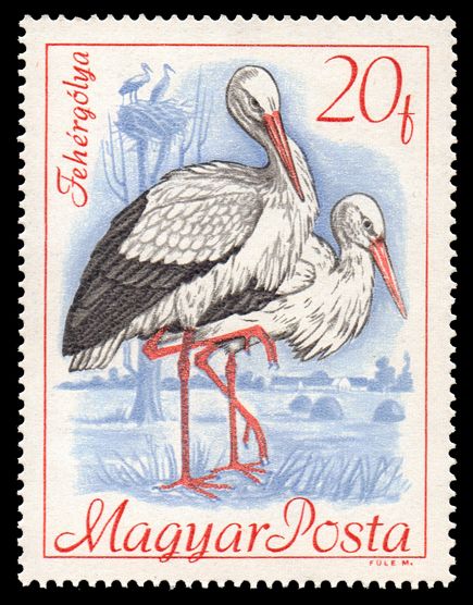 White Stork (Ciconia ciconia)