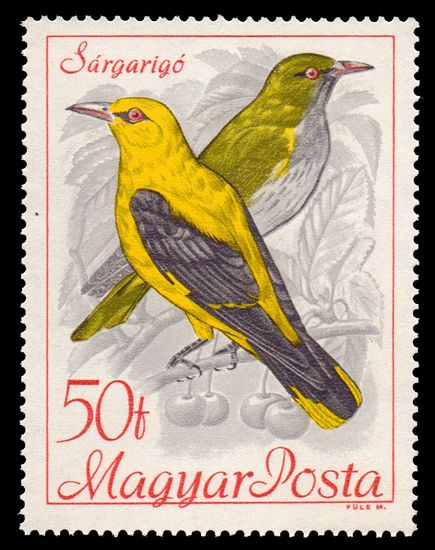 Golden Oriole (Oriolus oriolus)
