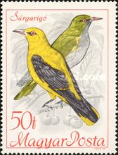 Golden Oriole (Oriolus oriolus)