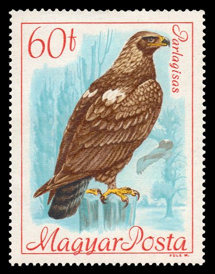 Eastern Imperial Eagle (Aquila heliaca)
