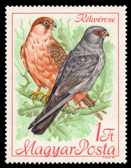 Red-Footed Falcon (Falco vespertinus)