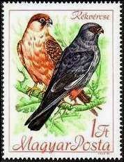 Red-Footed Falcon (Falco vespertinus)