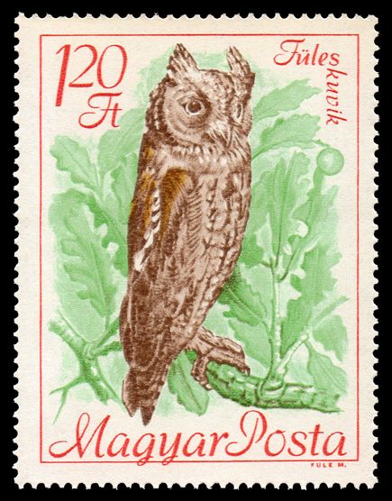 Scops Owl (Otus scops)