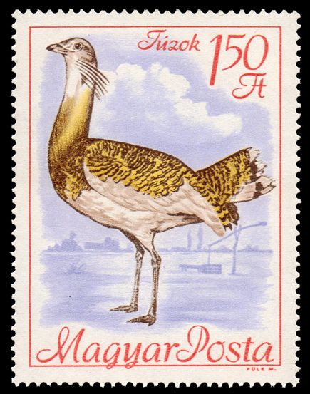 Great Bustard (Otis tarda)