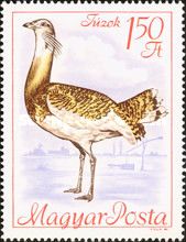 Great Bustard (Otis tarda)