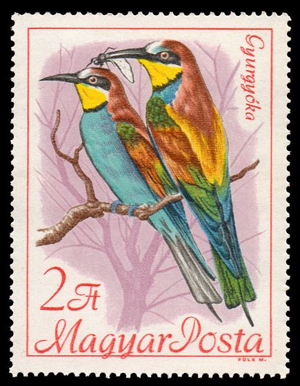 European Bee-Eater (Merops apiaster)