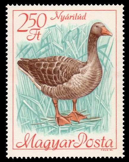 Graylag Goose (Anser anser)
