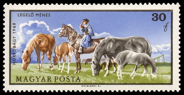 Horses Grazing (Equus ferus caballus)