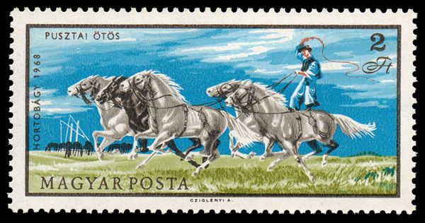 One Rider Driving Five Horses (Equus ferus caballus)