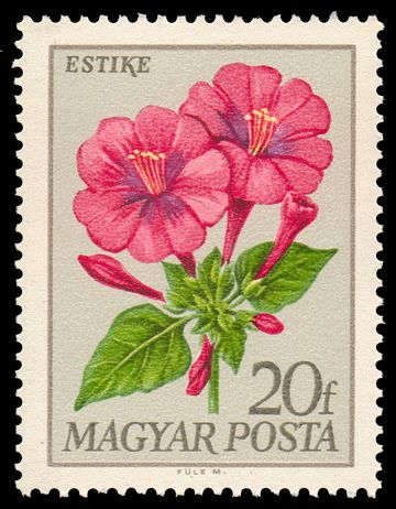 Four O'clock Flower (Mirabilis jalapa)