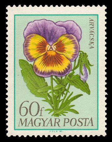 Pansy (Viola x wittrockiana)