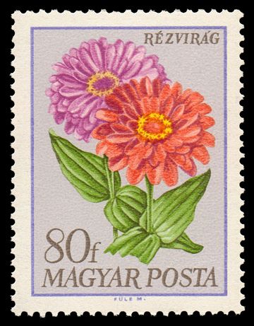 Zinnia (Zinnia elegans)