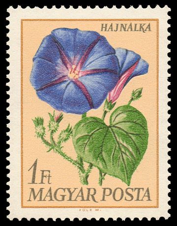 Picotee Morning-Glory (Ipomoea elegans)