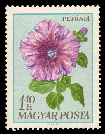 Petunia (Petunia hybrida)