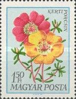 Mexican Rose (Portulaca grandiflora)