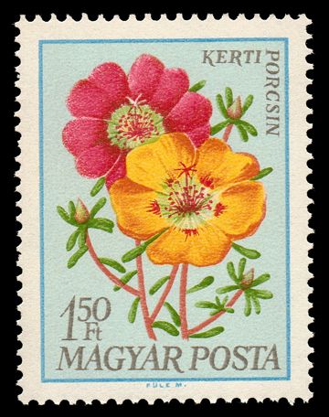Mexican Rose (Portulaca grandiflora)