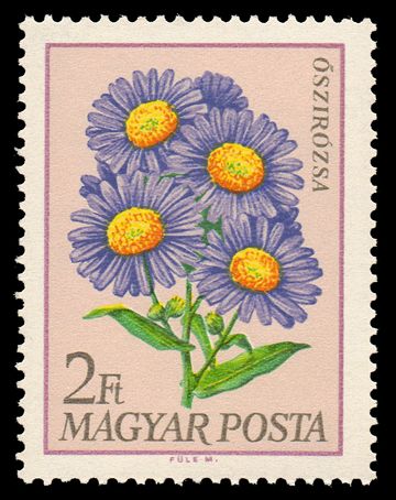 Michaelmas Daisies (Aster sp.)