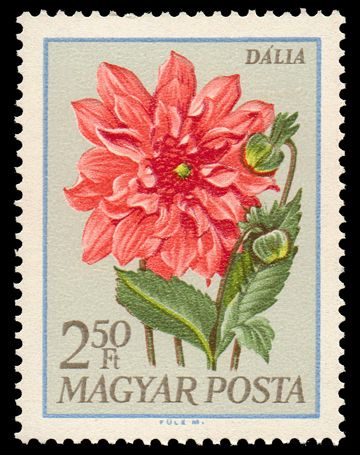 Dahlia (Dahlia hybrida)