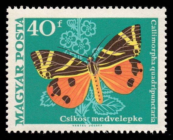 Jersey Tiger (Callimorpha quadripunctaria)