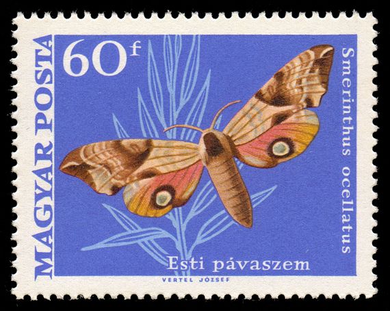 Eyed Hawk-moth (Smerinthus ocellatus)