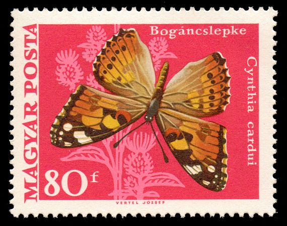 Painted Lady (Cynthia cardui)