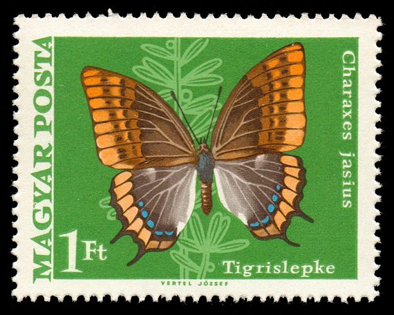 Two-tailed Pasha (Charaxes jasius)
