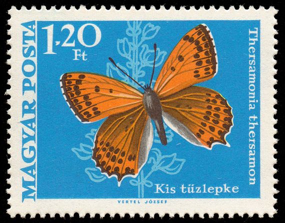 Lesser Fiery Copper (Thersamonia thersamon)