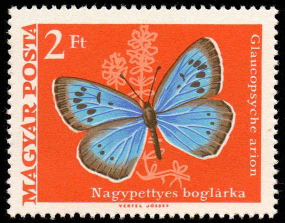 Large Blue (Glaucopsyche arion)